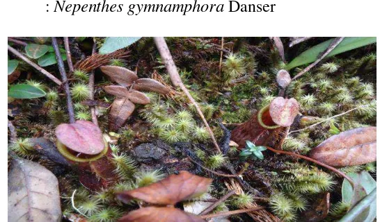 Gambar 11. Nepenthes Gymnamphora( Nepenthes gymnamphora)      