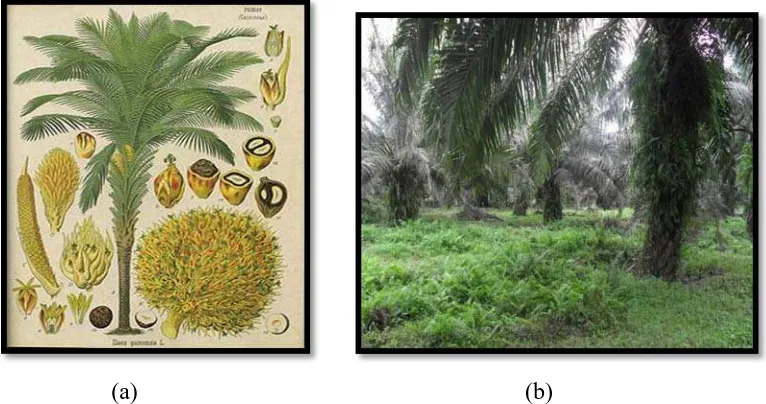 Gambar 2.1 Morfologi (http. Wordpress.com) dan Fisiologi Tanaman Kelapa  Sawit (Elaeis guineensis Jacq)