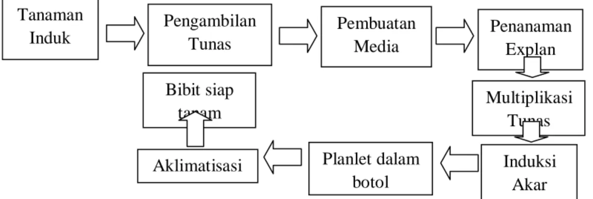 Gambar 14. Diagram Pembutan Bibit Melalui Kultur Jaringan  3.  Laboratorium Benih dan Pemuliaan Tanaman 