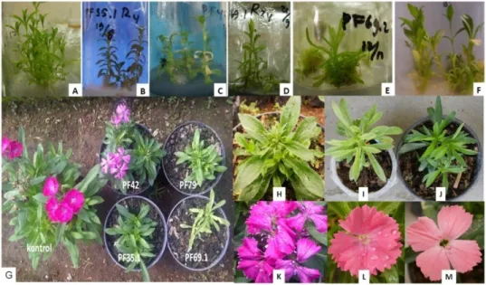 Gambar 5. Pertumbuhan planlet in vitro dan tanaman hasil pseudofertilisasi. (A) kontrol, (B) PF35-1, (C) PF42,  (D)  PF69-1  (E)  PF69-2,  (F)  PF79  (G)  Tanaman  hasil  pseudofertilisasi  umur  3  bulan  setelah  aklimatisasi, (H) tanaman PF42, (I) tanam