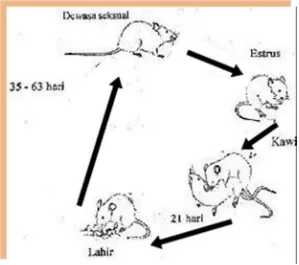 Gambar 1. Siklus Hidup Tikus http://www.depkes.go.id/downloads/Pengendalian%20Tikus.pdf