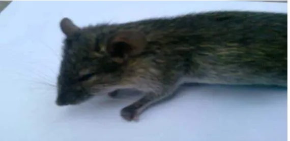 Gambar 5. Gejala tikus yang sakit 