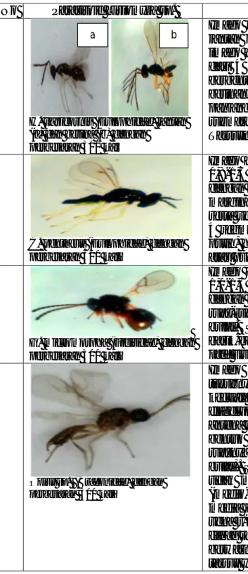 Tabel  3.  Ciri-Ciri  Morfologi  dari  Masing-Masing  Parasitoid    Hama  Liriomyza  sp