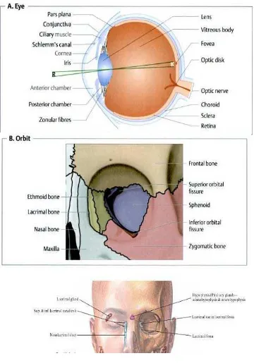 Gambar 2.2. Anatomi mata (Schlote, 2006) 