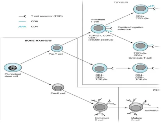 Gambar 2.2 Perkembangan sel-sel yang diperantarai sel dan imunitas     humoral (Lake, 2004)