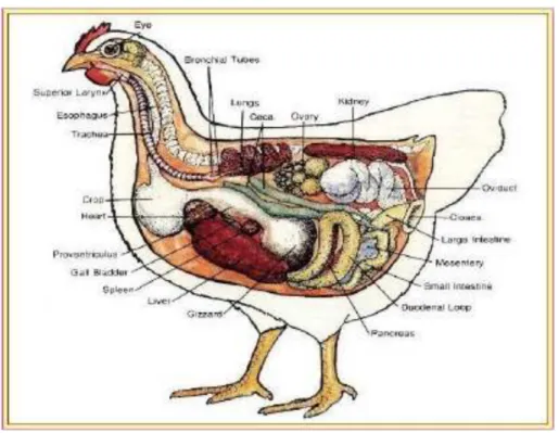 Gambar 8. Sistem pencernaan pada Aves