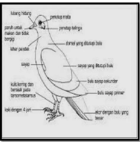 Gambar 1. Morfologi Class Aves 1) Paruh