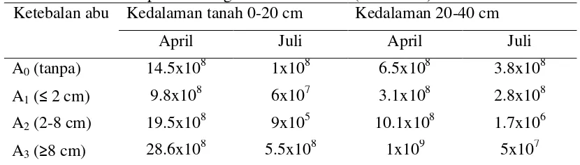 Tabel 2. Jumlah Total Bakteri pada Tanah yang Tidak Terkena dan Terkena Abu Vulkanik pada Berbagai Ketebalan Abu ( koloni/ml) 
