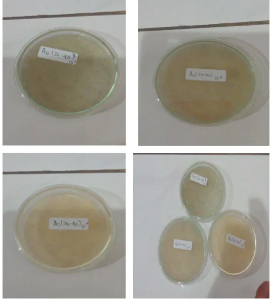 Gambar. 5. Biakan Jamur dan Bakteri pada Ketebalan A0 di Kedalaman 20-40 cm 