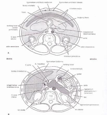 Gambar 2.1. Penempangan tranversal abdomen memperlihatkan susunan peritoneum. 