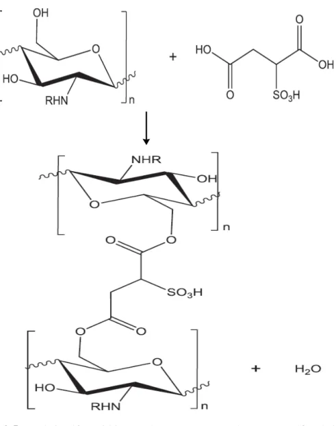 Gambar 2.5. Reaksi sulfonasi kitosan dengan menggunakan asam sulfosuksinat      (R = -H atau –COCH 3 ) 