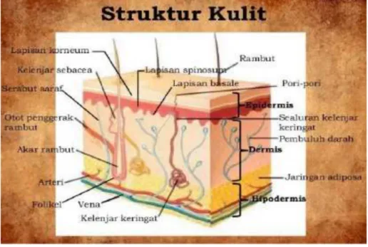 Gambar 1. Stuktur Kulit