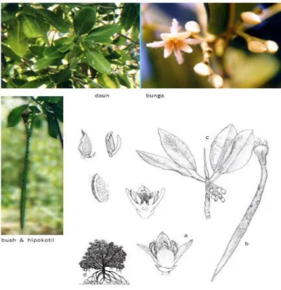 Gambar 1. Mangrove Jenis Rhizophora mucronata  Sumber: http://www.wetlands.or.id 