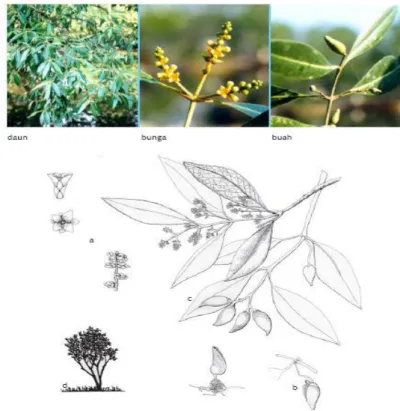 Gambar 2. Mangrove Jenis Avicennia alba  Sumber: http://www.wetlands.or.id 