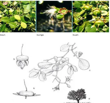 Gambar 4. Mangrove Jenis Sonneratia alba  Sumber: http://www.wetlands.or.id 