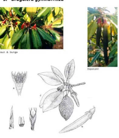 Gambar 5. Mangrove Jenis Bruguiera gymnorrhiza  Sumber: http://www.wetlands.or.id 