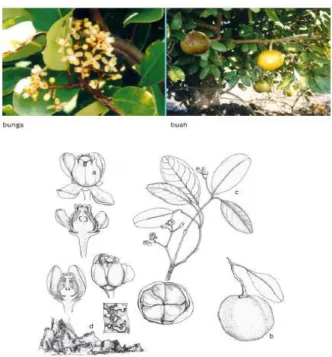 Gambar 6. Mangrove Jenis Xylocarpus granatum  Sumber: http://www.wetlands.or.id 