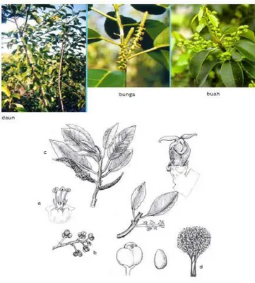 Gambar 8. Mangrove Jenis Excoecaria agallocha L. 