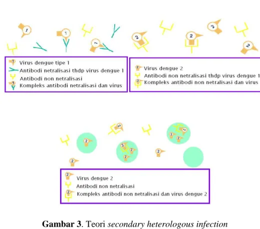 Gambar 3. Teori secondary heterologous infection 
