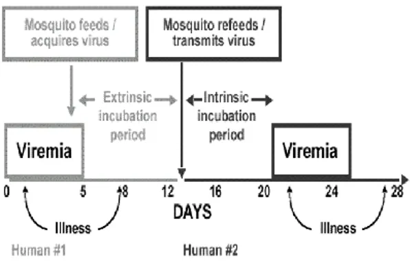 Gambar 5. Siklus transmisi demam dengue/ demam berdarah dengue 