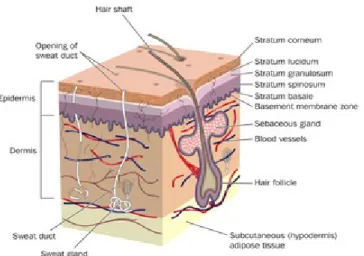 Gambar 1. Anatomi Kulit 1. Epidermis