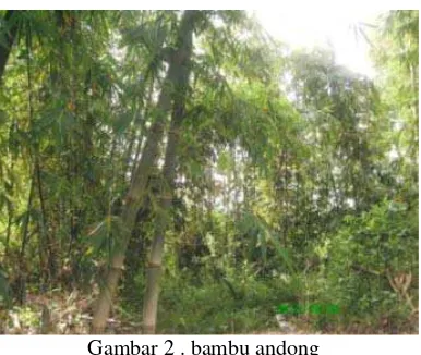 Gambar 2 . bambu andong 
