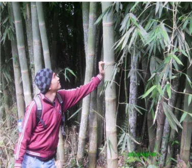 Gambar 3 . bambu betung 