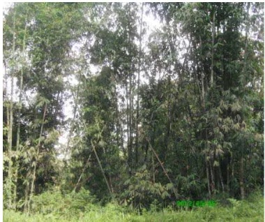 Gambar 4 . bambu apus 