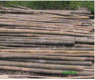 Gambar  5. bambu gelondongan yang akan dijual 
