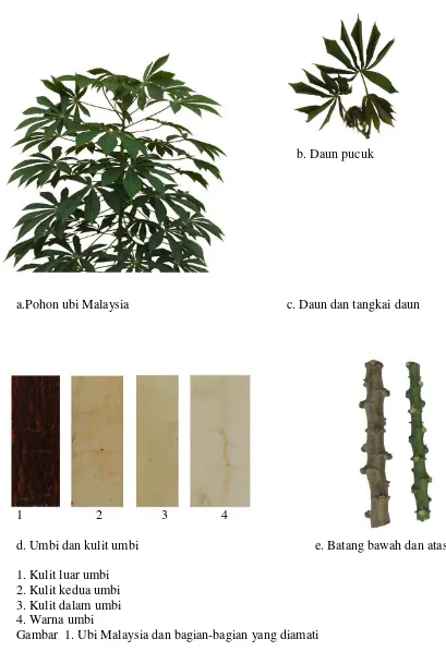 Gambar  1. Ubi Malaysia dan bagian-bagian yang diamati 