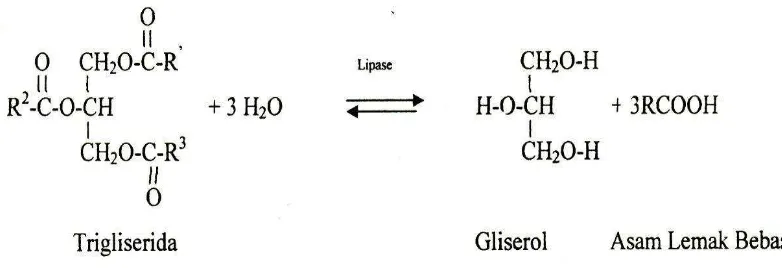 Gambar 2.3. Reaksi Hidrolisis Trigliserida dengan katalis enzim lipase 