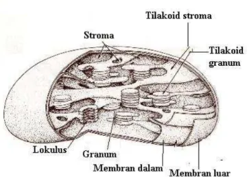 Gambar 9. Struktur Kloroplas (Thorpe, 1984) 