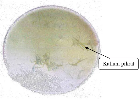 Gambar 7. Kristal Kalium Pikrat (Perbesaran 10x10) 