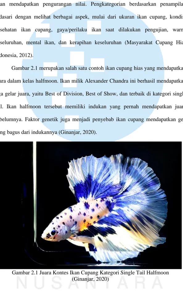 Gambar 2.1 merupakan salah satu contoh ikan cupang hias yang mendapatkan  juara dalam kelas halfmoon