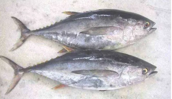 Gambar 2.1.  Ikan Tuna (Rahajeng, 2012) 