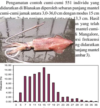 Gambar 1. Jenis cumi-cumi Loligo duvaucelli (15 cmPM) yang tertangkap jaring cumi di Blanakan, Subang, Jawa Barat.