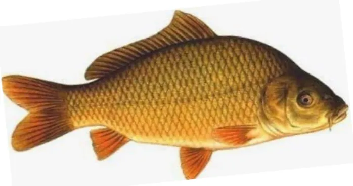 Gambar III.7 Referensi ikan 