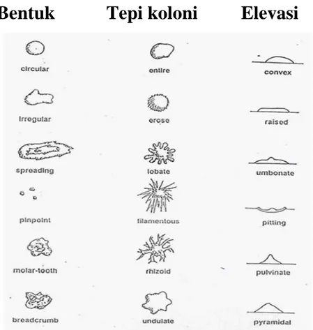 Gambar 3. Morfologi Koloni Mikroba (Hadioetomo, 1993).