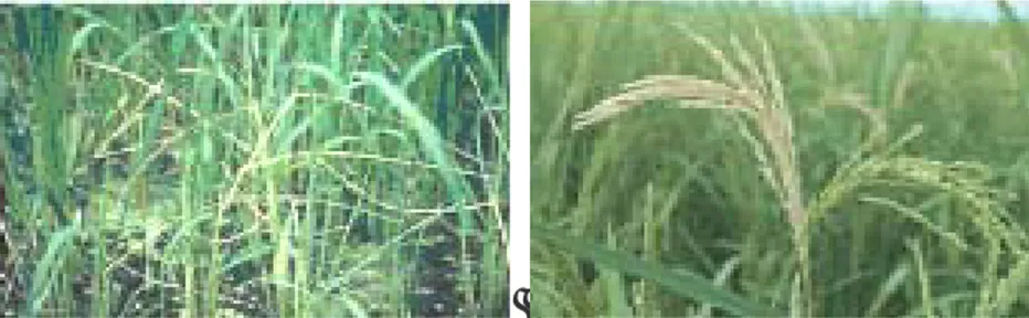 Gambar 6.  Gejala serangan penggerek batang pada fase vegetatif  (sundep) dan pada fase generatif (beluk) 