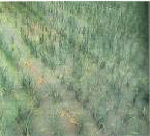 Gambar 10. Gejala serangan penyakit hawar daun  bakteri pada pertanaman padi sawah 