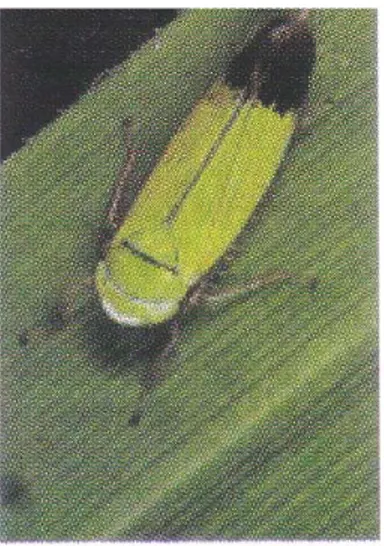 Gambar 1.  Hama wereng hijau sebagai  vektor penyakit tungro 