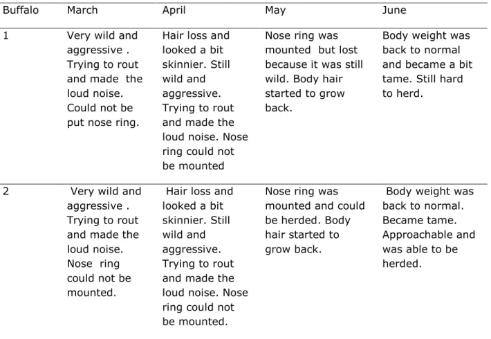 Table  2  showed  that  adapting  behavior  of    buffalo  1  and    2  in  March  and  April  was  the  same