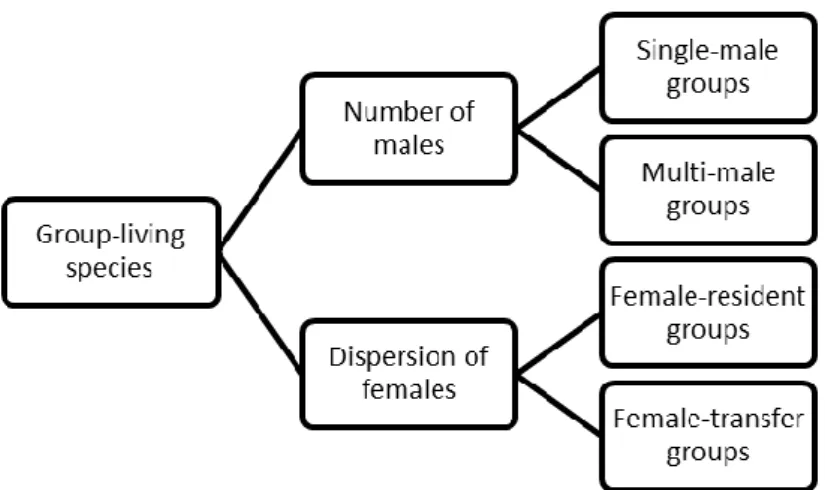 Gambar 2. Bagan group living species (Sumber: UAB)  Sistem  sosial  berkelompok  dibedakan  dalam  jumlah  jantan  dan  persebaran  betina
