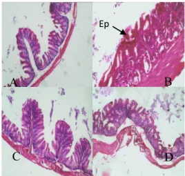Gambar  3.    Potongan  lambung  Mus  musculus  Outbred  Balb/C  kelompok  3  dan  4  dengan  pewarnaan  hematoksilin eosin