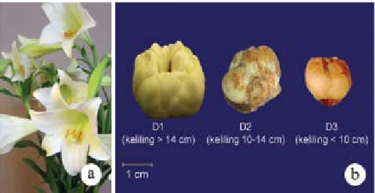 Gambar 1. Bunga lili lokal Sukabumi (a) dan  umbi dengan berbagai ukuran (b) yang digunakan dalam penelitian, kebun percobaan Balithi, Segunung, Cianjur, 2006-2007