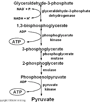 Gambar 2.1. Skema Proses Glikolisis (Mayes, 2003) 