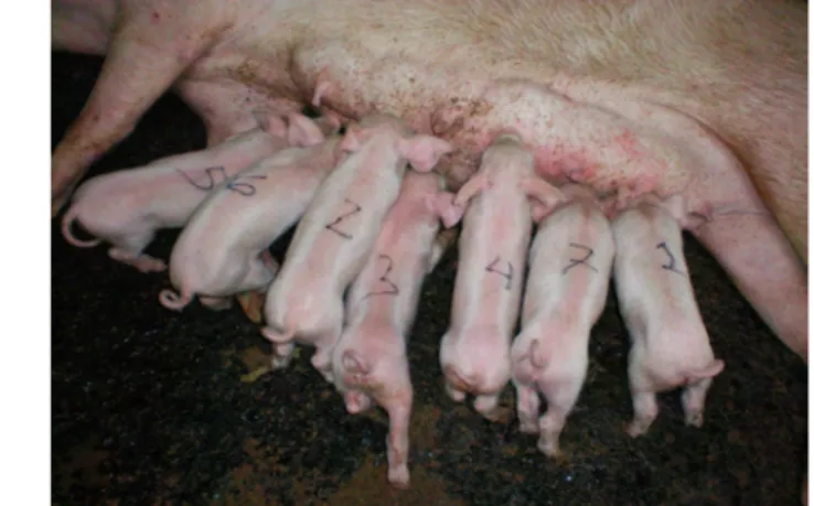 Gambar 2. Induk Babi Menyusui Segera Setelah Beranak  Kandang dan Peralatan 