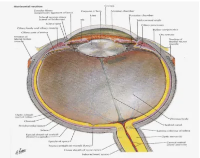 Gambar 2.1: Diambil dari (Netter, 2003) Atlas of Human Anatomy yang 