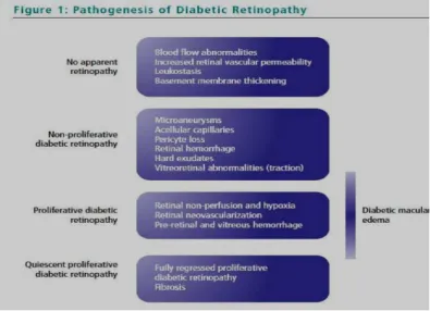 Gambar 2.4: Diambil dari Advances in Diabetic Retinopathy menunjukkan alur 