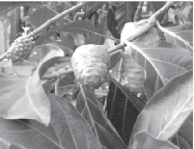 Gambar 2.13: Daun dan buah mengkudu (Morinda citrifolia)